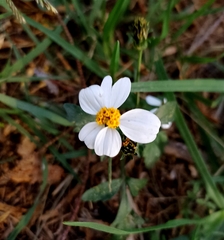 Bidens odorata