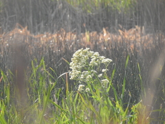 Senecio bonariensis