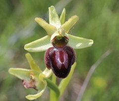 Ophrys sphegodes