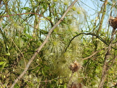 Clematis montevidensis