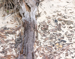 Sistrurus miliarius barbouri