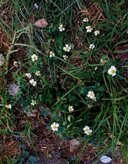 Bidens odorata