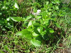 Vinca difformis