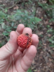 Eugenia neoverrucosa