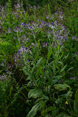 Senecio purpureus image