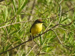 Pseudocolopteryx flaviventris