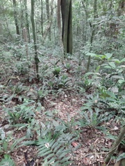 Asplenium brasiliense