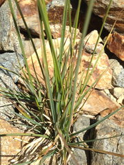 Carex abrupta