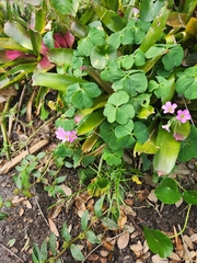 Oxalis debilis