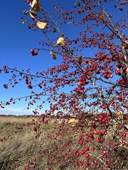 Malus × robusta