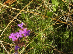Glandularia tenera