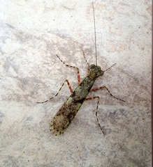 Amorphoscelis annulicornis