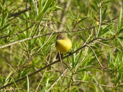 Pseudocolopteryx flaviventris