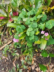 Oxalis debilis