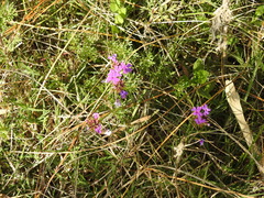 Glandularia tenera