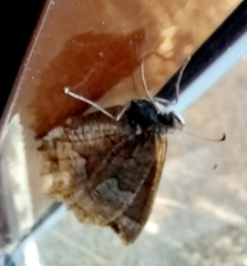 Hipparchia fatua