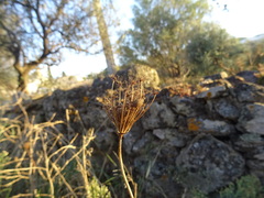 Ancyrosoma leucogrammes