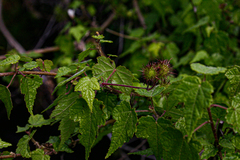 Sparrmannia ricinocarpa image