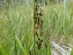 Neoscona arabesca