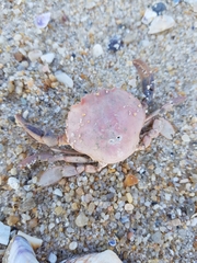 Polybius henslowii