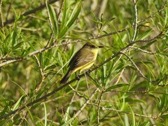 Pseudocolopteryx flaviventris