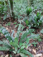 Asplenium brasiliense