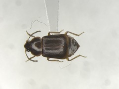 Olophrum obtectum
