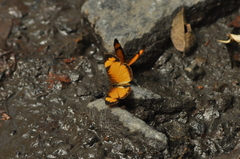 Tegosa