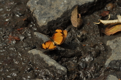 Tegosa