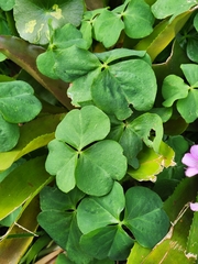 Oxalis debilis
