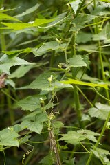 Zehneria scabra