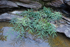 Pentasachme caudatum