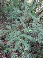 Machaerium hirtum