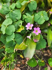 Oxalis debilis