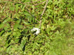 Cephisus siccifolius