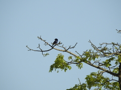 Molothrus bonariensis