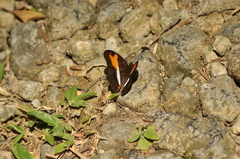 Adelpha