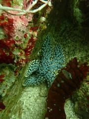 Pisaster giganteus
