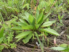 Plantago eriopoda