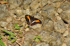 Adelpha