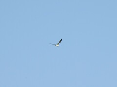 Chroicocephalus maculipennis