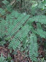 Machaerium hirtum