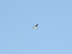 Chroicocephalus maculipennis