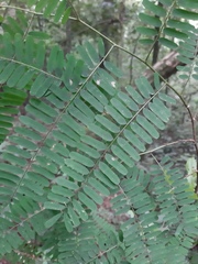 Machaerium hirtum