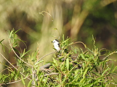 Fluvicola albiventer