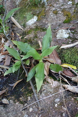 Goodyera procera