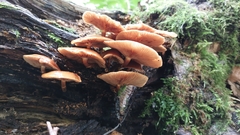 Flammulina