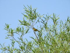 Sapium haematospermum