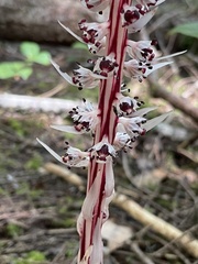 Allotropa virgata