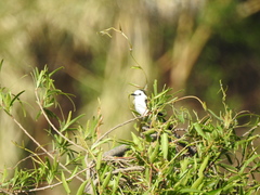 Fluvicola albiventer